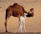 de Dromedaris of éénbultige kameel