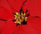 Kerstster of Kerstmis bloem -  Poinsettia