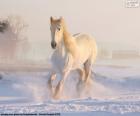 Een prachtige witte paard uitgevoerd in de sneeuw