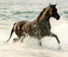 Paarden draven op de zee