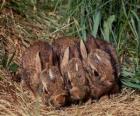 Drie of meer konijnen te wachten op haar moeder