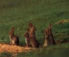Familie van konijnen uit hun holen