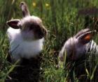 Twee jonge konijnen in het gras
