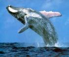 Whale sprong