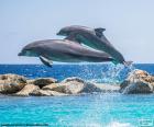 Twee dolfijnen springen