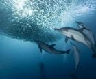 Dolfijn vissen sardines