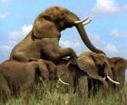 Groep olifanten, grote tanden