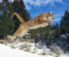 Puma springen