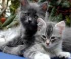 Twee kittens rust