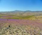 De Atacama woestijn in Chili floride