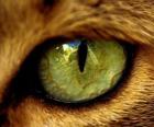 groen-eyed kat