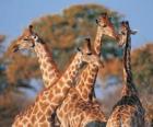 Groep van vier giraf