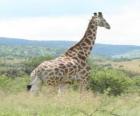 Giraffe te kijken naar het landschap