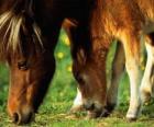 Merrie andfFoal eten van gras