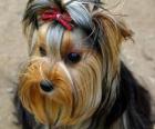 Yorkshireterriër is een kleine hond ontwikkeld in de negentiende eeuw in de provincie Yorkshire, Engeland