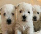 West Highland white terrier pups