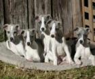 Whippet pups
