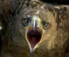 Falcon met open mond