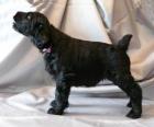 Zwarte Russische Terrier puppy