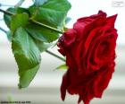 Een mooie roos
