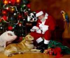 Verschillende dieren met Santa