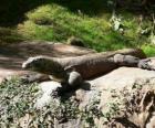 Komodovaraan