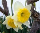 Narcis (Narcissus)