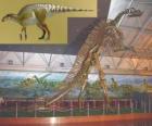 De Zhuchengosaurus is een van de grootste bekende hadrosaurids