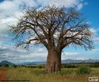 Afrikaanse Baobab