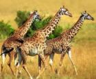 Drie giraffen