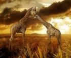 Twee giraffes in de schemering
