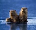 Familie van otters