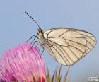 Vlinder groot geaderd witje aan roze bloem