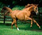Mooi kastanje paard