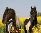 Twee paarden onder de bloemen