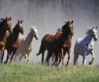Kudde paarden die dwars over de Prairie