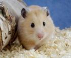 Hamster, gebruikte knaagdieren als huisdieren en proefdieren