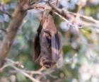 Een vleermuis slaapt opknoping van de tak