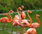 Flamingo's in het water, grote aquatische vogels met roze verenkleed
