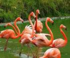 Flamingo's in het water, grote aquatische vogels met roze verenkleed