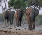 Afrikaanse olifanten