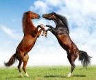 Twee paarden fokken
