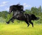 Zwarte paard