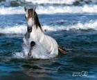 Witte paard in de zee