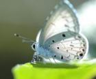 Witte vlinder
