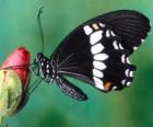 Zwart vlinder