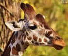 Het hoofd van een jonge giraf, kleine en langwerpig
