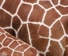 De huid van giraffen, elk heeft zijn patroon van vlekken variëren in grootte, vorm en kleur
