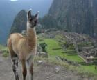 Lama, het meest bekende dier van het oude Incarijk