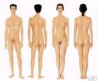 Menselijk lichaam van man en vrouw van voor- en achterkant